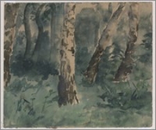 Brzozowy las